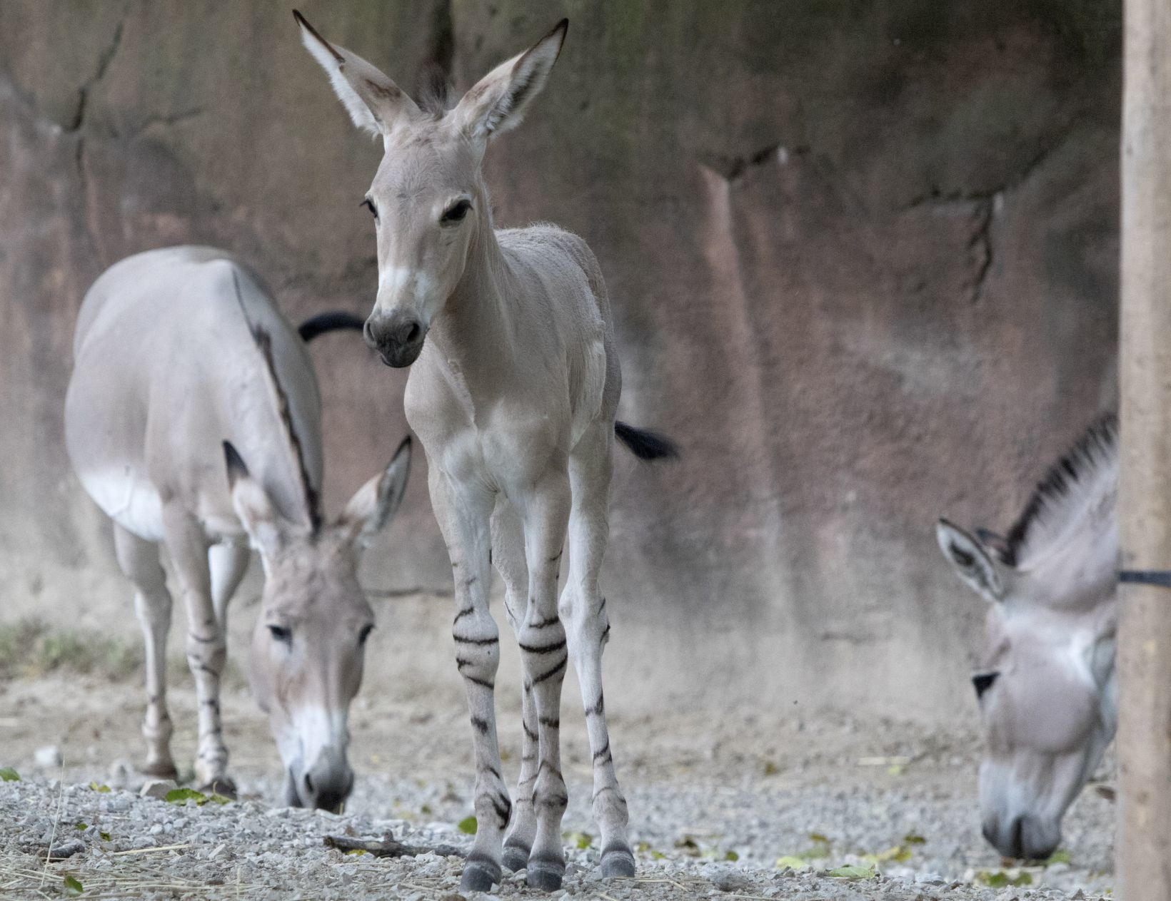 Tobias is the newest Zoo resident
